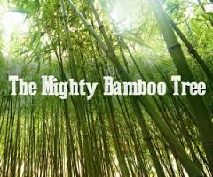 Learn From Chinese Bamboo Tree